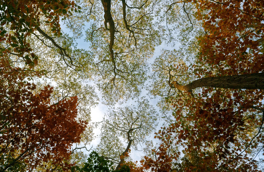 Book Musings: November 2019