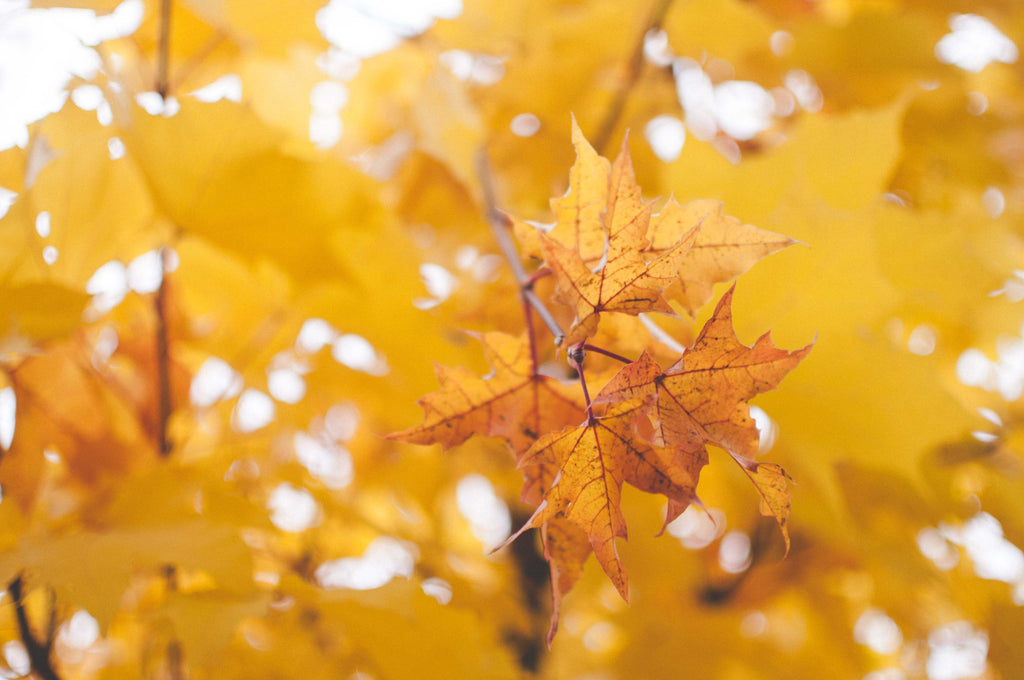 Book Musings - October, 2020
